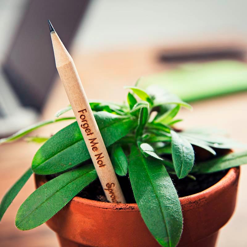 sprout plant pencils