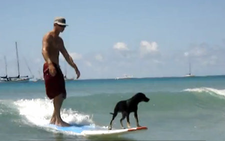 Dog Surfs while Santa’s Relaxes