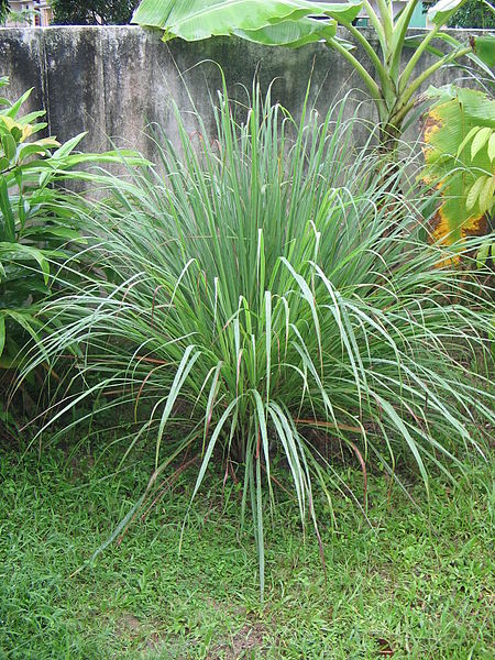 Splendor in the Lemongrass