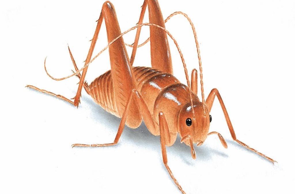 Do You Hear Crickets When You Blog?