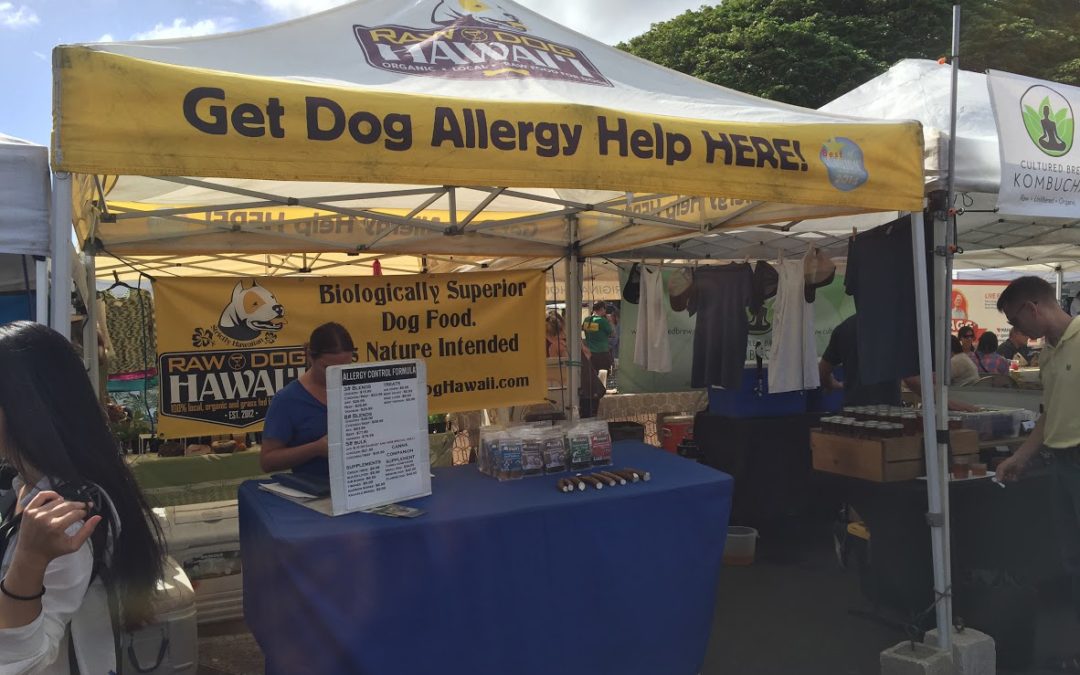 Dog Allergies