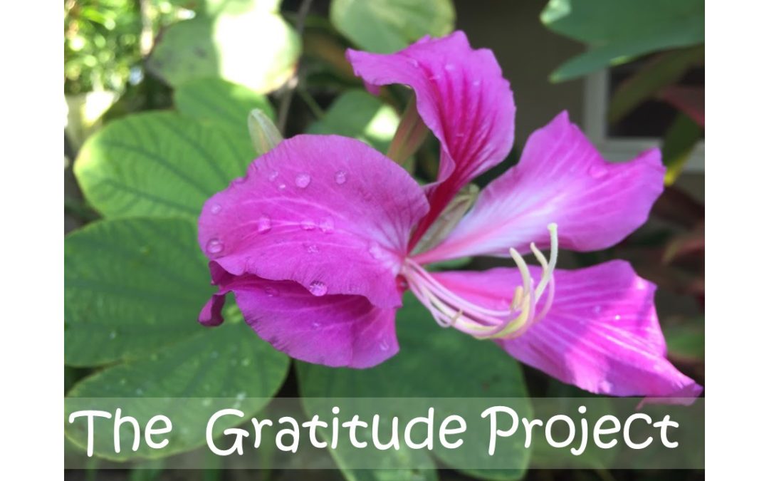 The Gratitude Project