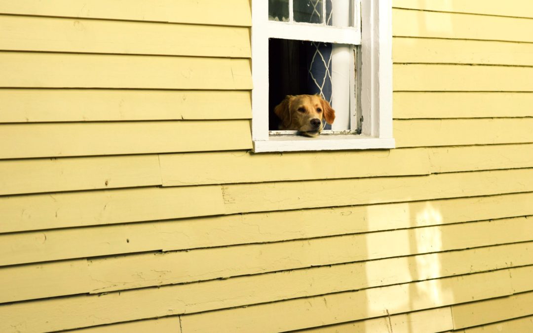 Dog TV