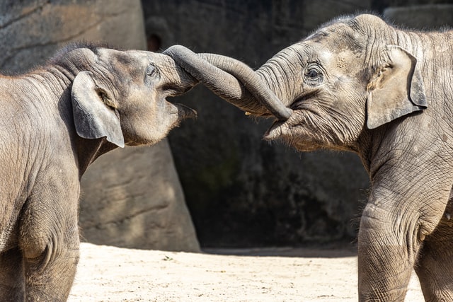 Flying Elephants and The  Art of Flexibility