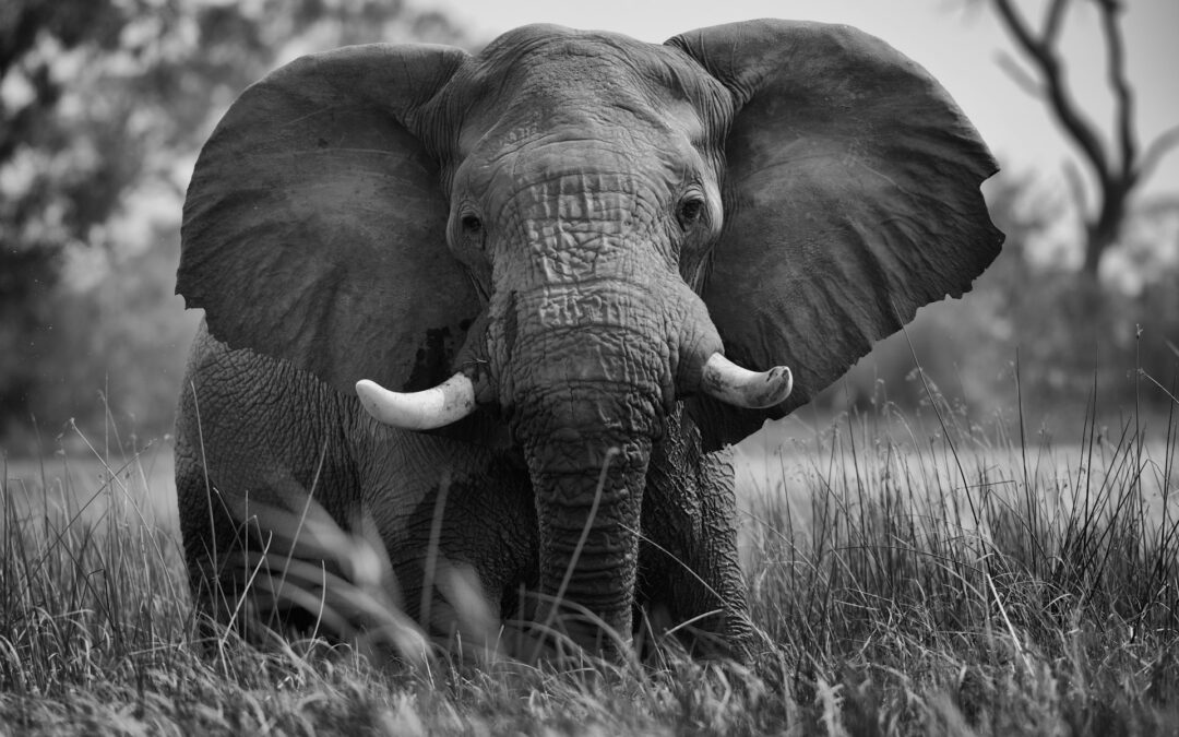 The Elephant in the Room. Behavioral Economics For Marketers.